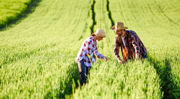 Procena vrednosti poljoprivrednog zemljišta