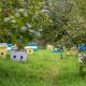 Regionalno savetovanje pčelara Podunavskog okruga biće održano 25. novembra (1)