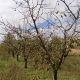Veliki značaj sprovođenja mehaničkih mera u voćnim zasadima u jesenjem periodu (7)