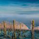 Beautiful shot of a vineyard in winter, fog and vibrant blue sky in the background