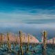 Beautiful shot of a vineyard in winter, fog and vibrant blue sky in the background