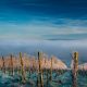 Beautiful shot of a vineyard in winter, fog and vibrant blue sky in the background