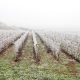 Frost covered vineyard in winter