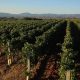 Šumadija – vinska regija o kojoj se sve više priča (2)