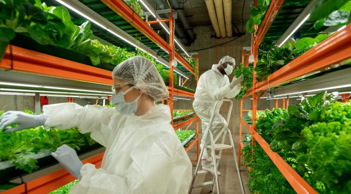 Vertikalna farma kao savremeni način poljoprivredne proizvodnje
