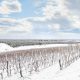 Bolgheri vineyards rows covered by snow in winter. Castagneto Ca