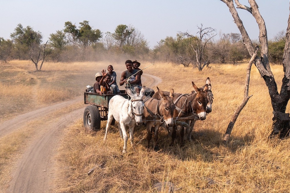 donkey-cart-8269449_1280