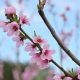 Hello spring, tree, branch of pink peach blossoms, blue sky background.