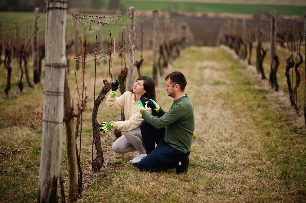 Couple working on vineyard in early spring.
