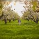 Little happy girl playing under blooming apple tree with white flowers.