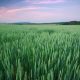 Meadow of wheat.