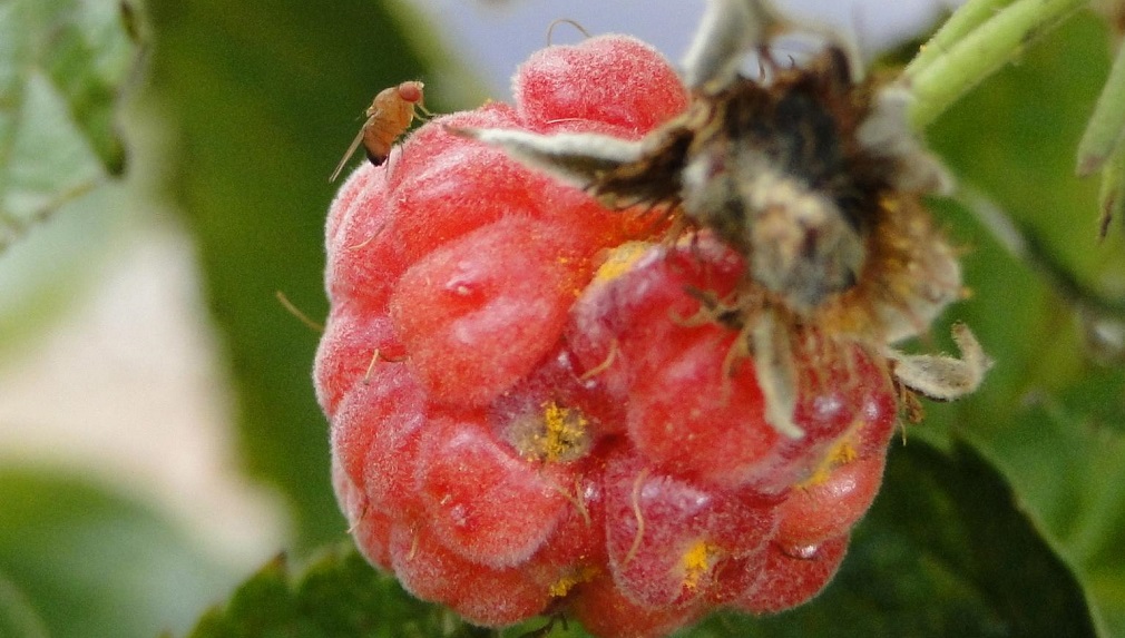 Drosophila suzukii vreba plodove maline (3)