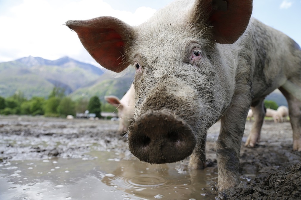 pig-752555_1280