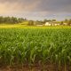 Early morning view of young corn and a farm on a rainy day
