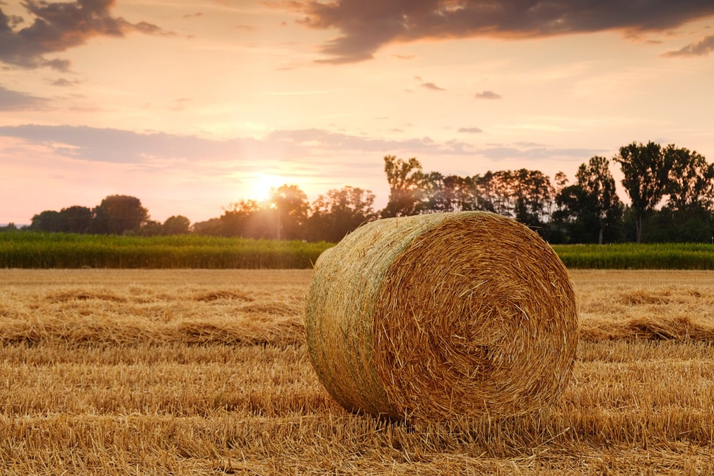 field-3521063_1280