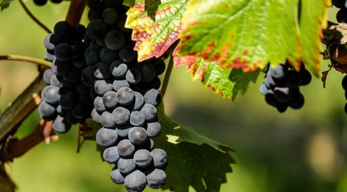 Uticaj klimatskih promena na voćarstvo i vinogradarstvo