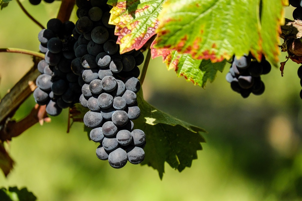 grapes-1696921_1280
