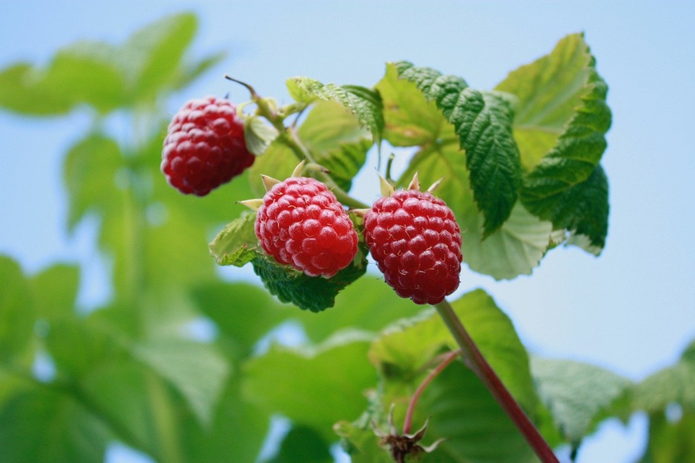 raspberries-7996955_1280