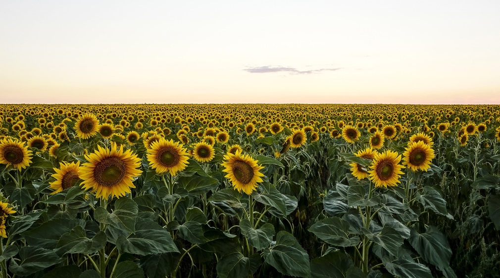 sunflower-2335169_1280
