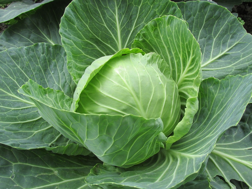 white-cabbage-2705228_1280