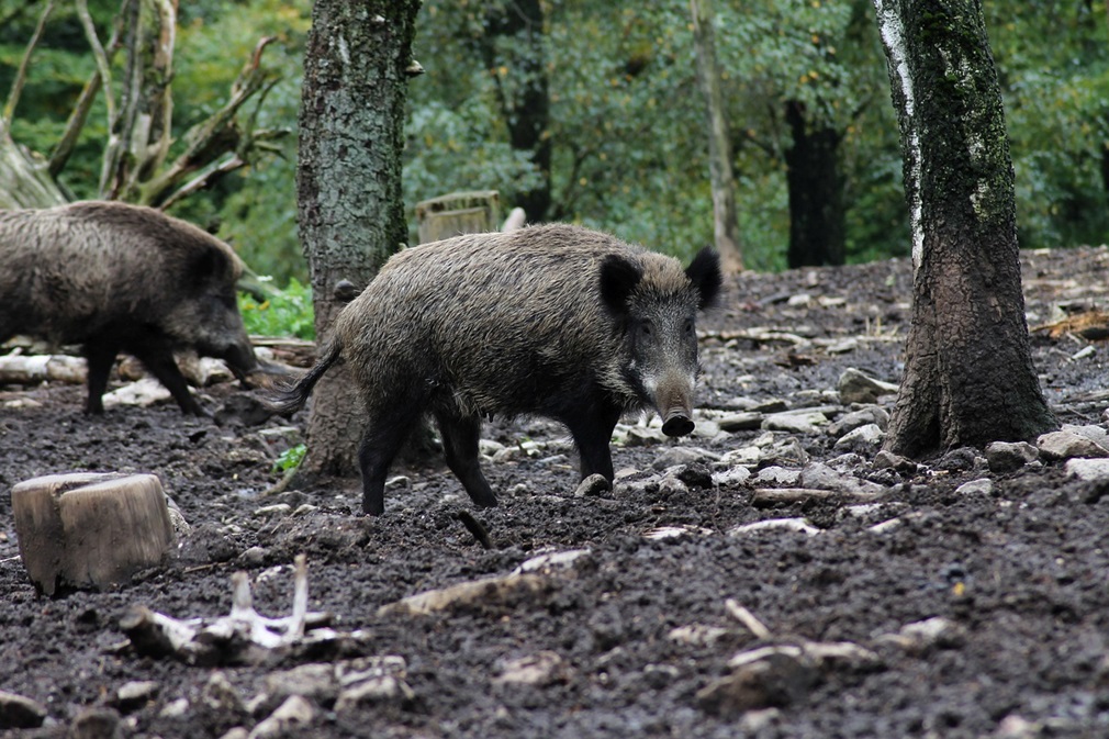 wild-boar-4540450_1280
