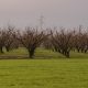 Planting peach trees without leaves in winter season