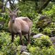 Alpine ibex (Capra ibex) in a forested area