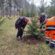 I ove godine u Kragujevcu nastavljena akcija sadnje novogodišnjih jelki sa busenom (1)