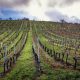Rainy cloudscape over rows of a dry vineyard in the winter, Germany, Frankenblick