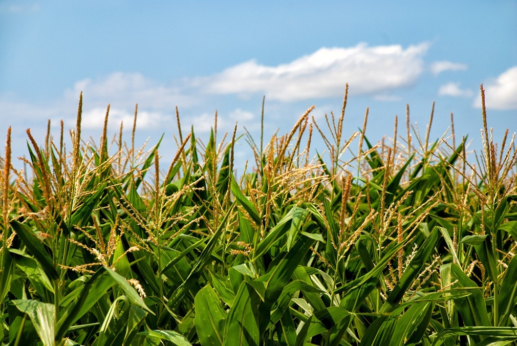 corn-65304_1280