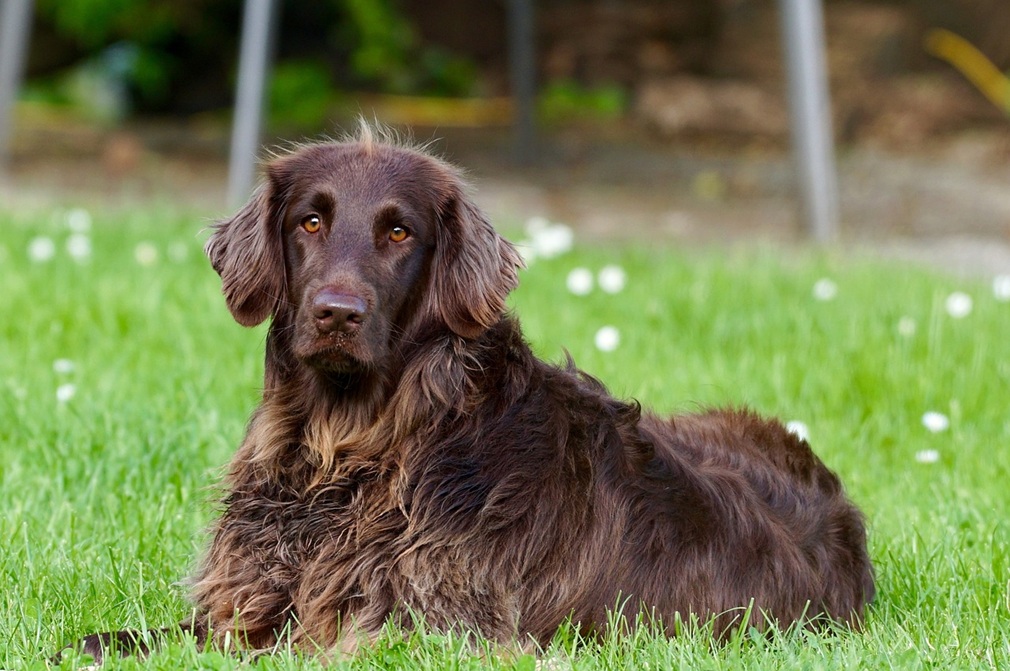 german-longhaired-pointer-782498_1280
