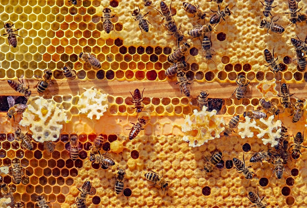 bees-4126065_1920