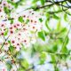 Cherry Blooming, Springtime