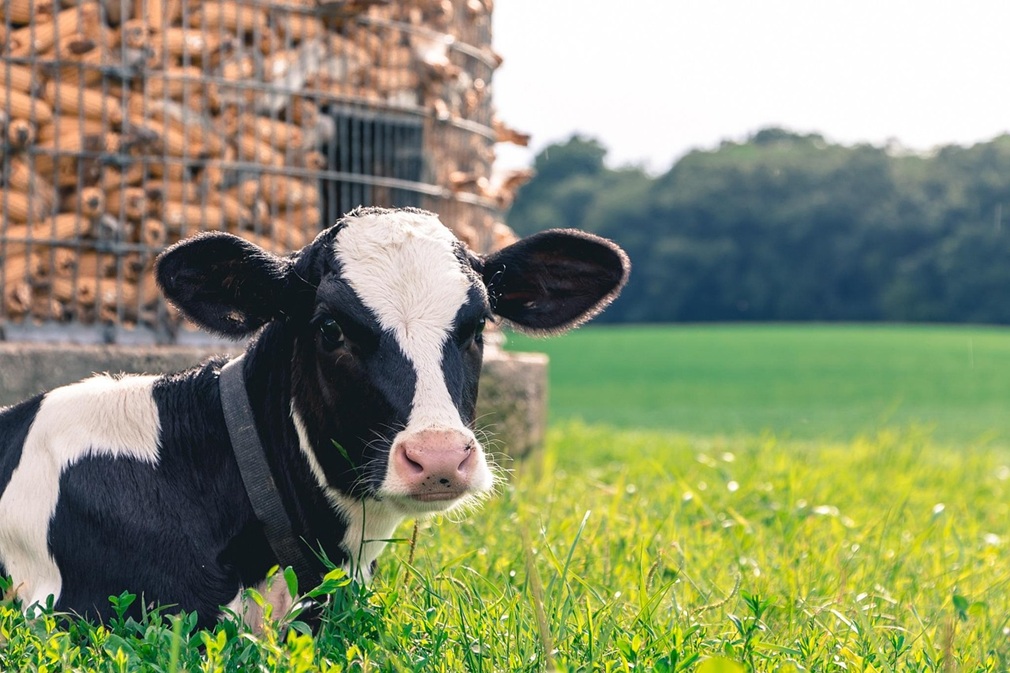 cow-2559383_1280