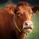cow-4825020_1280