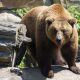 european-brown-bear-1477813_1280