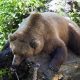 european-brown-bear-1477814_1280