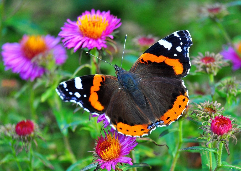 insect-4095190_1280