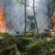 forest-fire-432870_1280