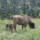 Fruška gora bogatija za bebu evropskog bizona (2)