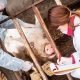 Ivanjac „Tri žarišta afričke kuge svinja u Srbiji, odmah obavestiti veterinara“ (9)