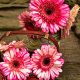 Srbija uvozi 90% gerbera, iako imamo potencijal da sami proizvodimo (1)