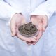 Agronomist hands holding soil for fertility inspection.