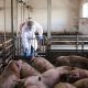 Crveni vetar – veliki neprijatelj svinja, ali mesara i veterinara (2)