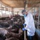 Crveni vetar – veliki neprijatelj svinja, ali mesara i veterinara (3)
