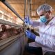 Crveni vetar – veliki neprijatelj svinja, ali mesara i veterinara (5)