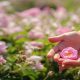 Field of roses in sunny summer day