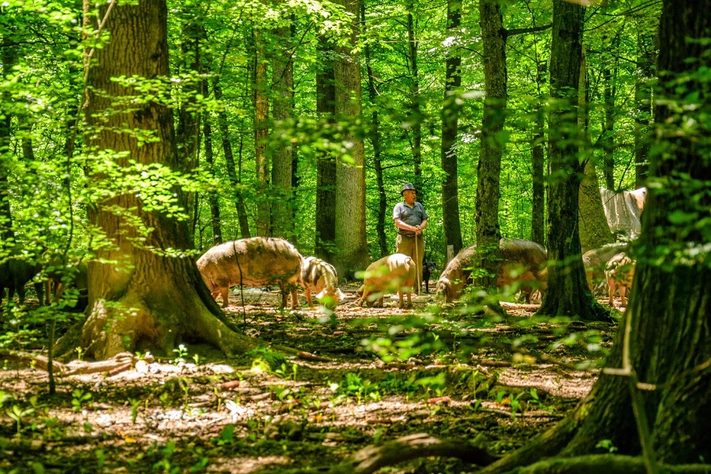 Pokrenut postupak zaštite Specijalnog rezervata prirode „Bosutske šume“ (2)