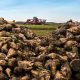 beet harvester in process, photo through piles of beets, harvesting in autumn