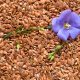 Blue lin bloom (linum usitatissimum) on a flat surface of linseed